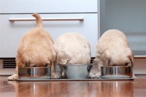 Kleine Gourmets