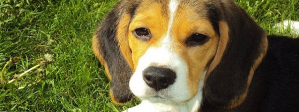 Alles über Hundefutter-Zusätze - Bildquelle: Pixabay.com