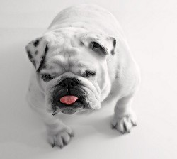 Hundefuttertest