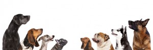 group of dogs is looking up