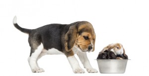Beagle puppy looking at his bowl full of rabbits, isolated on white