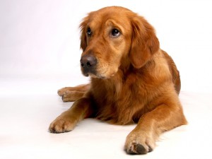 golden-retriever-642016_640