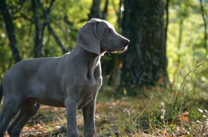 jagdhund-672229_640