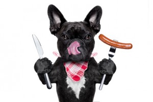 hungry dog with sausage