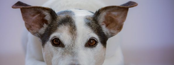 Gesunde Haut und gesundes Fell bei Hunden