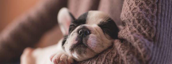 Welpenmilch: was Hundehalter zu diesem Thema wissen sollten